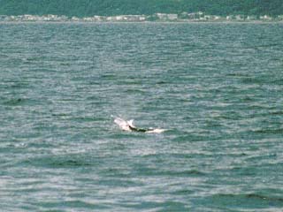H12.8 : 羅臼沖で撮影したイルカの群れ