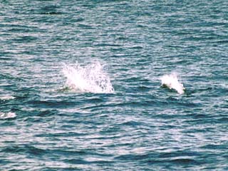 H12.8 : 羅臼沖で撮影したイルカの群れ